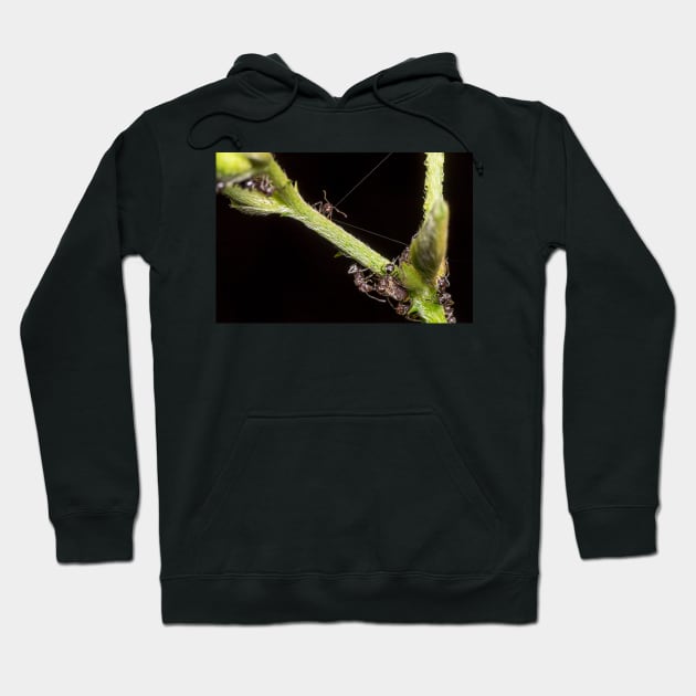 Unique and organic photo of a swarm of ants tending a treehopper Hoodie by AvonPerception